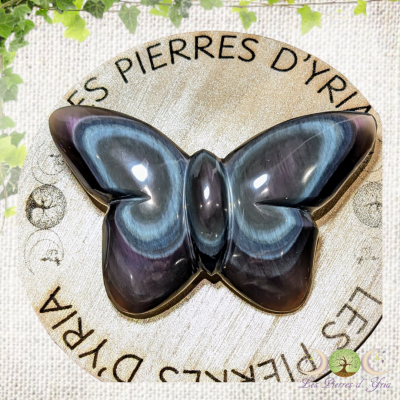 Papillon obsidienne oeil céleste #1