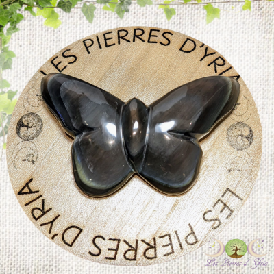 Papillon obsidienne oeil céleste #2